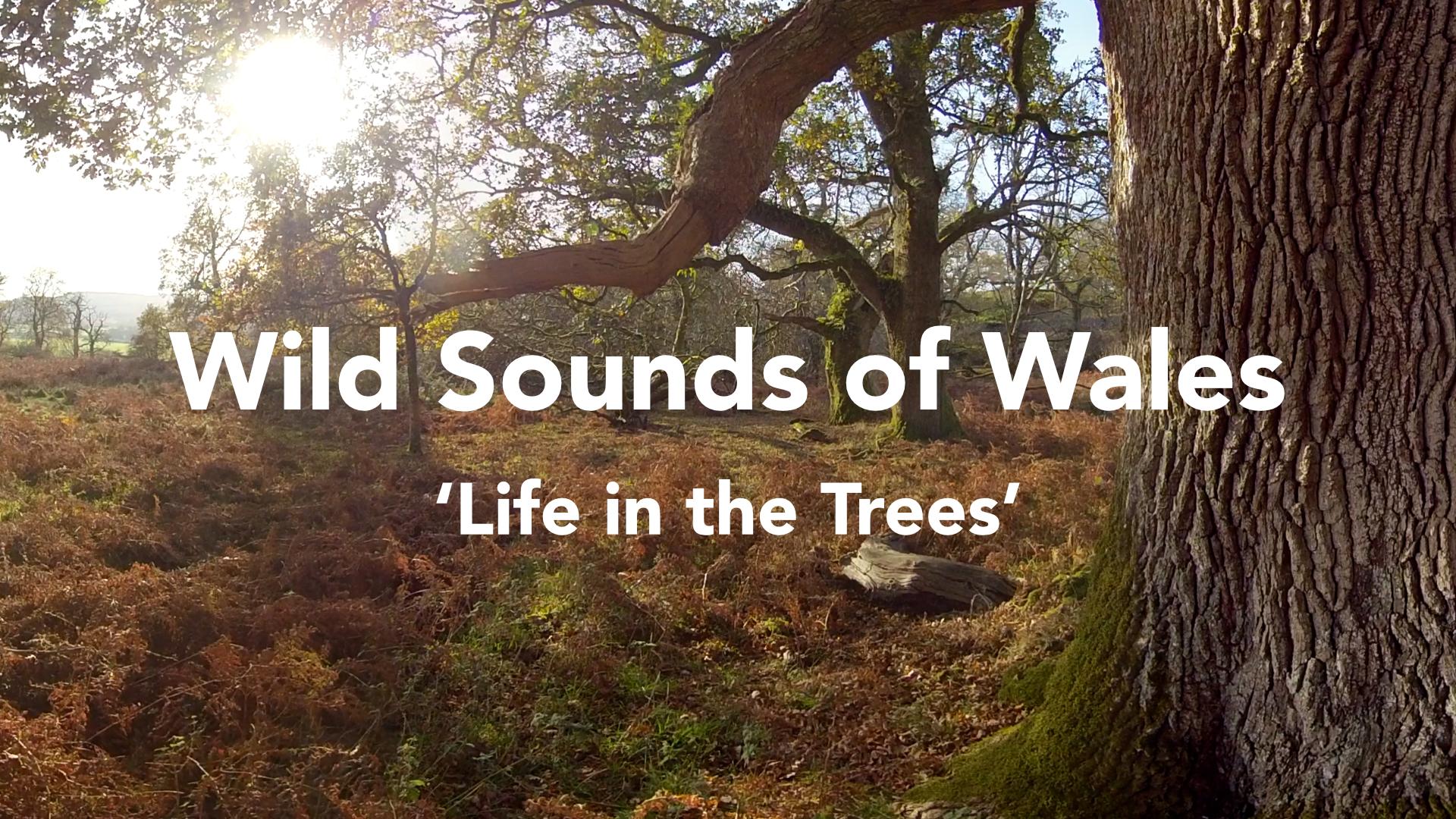 Seiniau Gwyllt Cymru - Bywyd yn y Coed